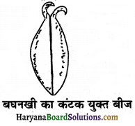 HBSE 7th Class Science Solutions Chapter 12 पादप में जनन -12