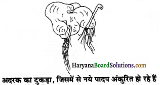 HBSE 7th Class Science Solutions Chapter 12 पादप में जनन -2