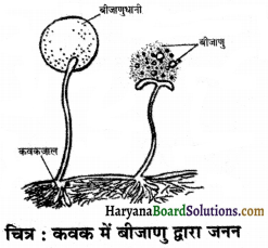 HBSE 7th Class Science Solutions Chapter 12 पादप में जनन -6