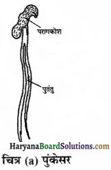 HBSE 7th Class Science Solutions Chapter 12 पादप में जनन -7