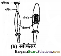 HBSE 7th Class Science Solutions Chapter 12 पादप में जनन -8