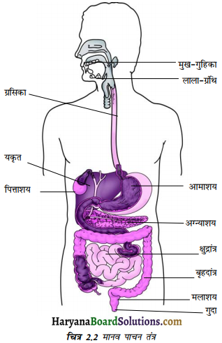 HBSE 7th Class Science Solutions Chapter 2 प्राणियों में पोषण -3