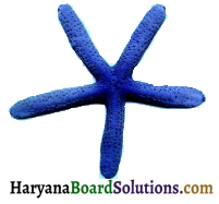 HBSE 7th Class Science Solutions Chapter 2 प्राणियों में पोषण -7