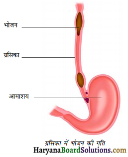 HBSE 7th Class Science Solutions Chapter 2 प्राणियों में पोषण -8