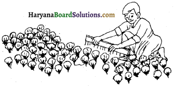 HBSE 7th Class Science Solutions Chapter 3 तंतु से वस्त्र तक -1