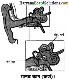 HBSE 8th Class Science Solutions Chapter 13 ध्वनि -6