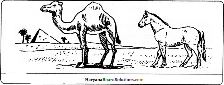 HBSE 9th Class Science Important Questions Chapter 10 Gravitation - 6