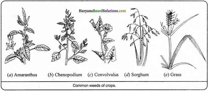 HBSE 9th Class Science Important Questions Chapter 15 Improvement in Food Resources - 2