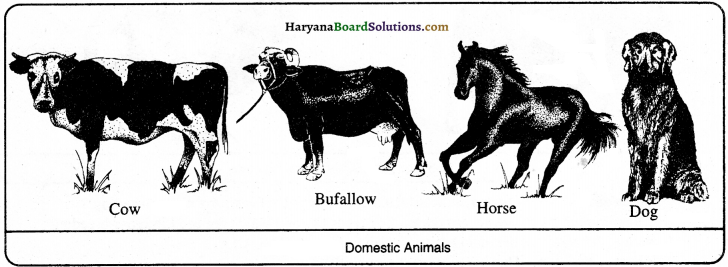 HBSE 9th Class Science Important Questions Chapter 15 Improvement in Food Resources - 4