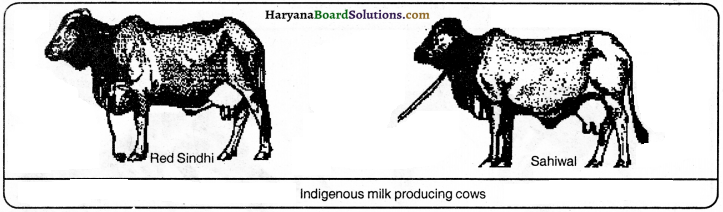 HBSE 9th Class Science Important Questions Chapter 15 Improvement in Food Resources - 5