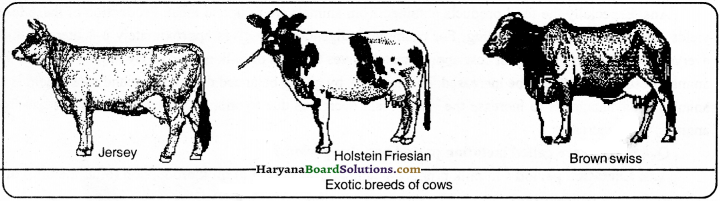 HBSE 9th Class Science Important Questions Chapter 15 Improvement in Food Resources - 6
