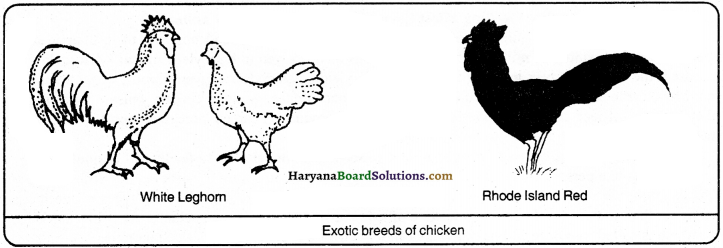 HBSE 9th Class Science Important Questions Chapter 15 Improvement in Food Resources - 8