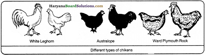 HBSE 9th Class Science Important Questions Chapter 15 Improvement in Food Resources - 9