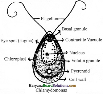 HBSE 9th Class Science Important Questions Chapter 5 The Fundamental Unit of Life - 1