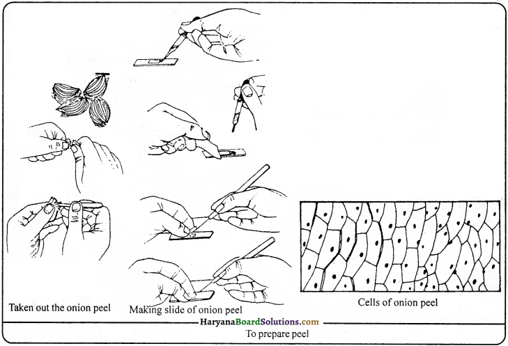 HBSE 9th Class Science Important Questions Chapter 5 The Fundamental Unit of Life - 10