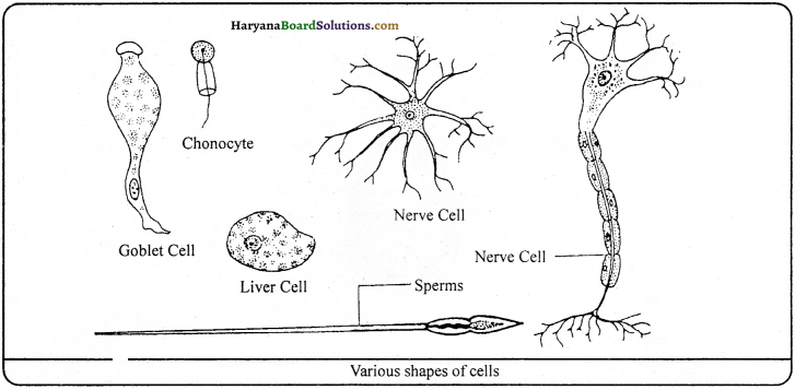 HBSE 9th Class Science Important Questions Chapter 5 The Fundamental Unit of Life - 4