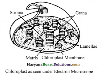 HBSE 9th Class Science Important Questions Chapter 5 The Fundamental Unit of Life - 7