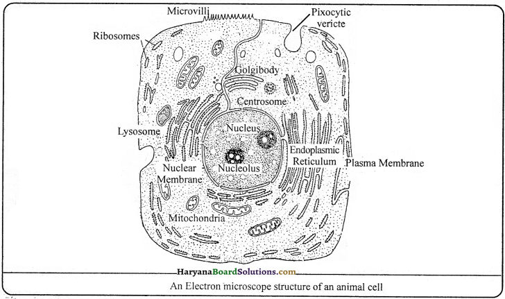 HBSE 9th Class Science Important Questions Chapter 5 The Fundamental Unit of Life - 8