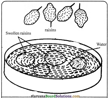 HBSE 9th Class Science Important Questions Chapter 5 The Fundamental Unit of Life - 9