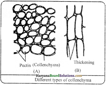 HBSE 9th Class Science Important Questions Chapter 6 Tissues - 12