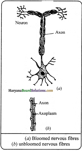 HBSE 9th Class Science Important Questions Chapter 6 Tissues - 15