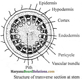HBSE 9th Class Science Important Questions Chapter 6 Tissues - 17