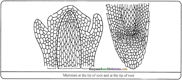 HBSE 9th Class Science Important Questions Chapter 6 Tissues - 2