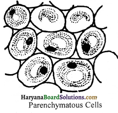 HBSE 9th Class Science Important Questions Chapter 6 Tissues - 3
