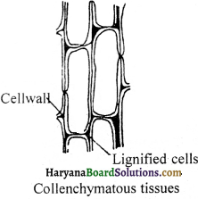 HBSE 9th Class Science Important Questions Chapter 6 Tissues - 4