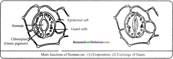 HBSE 9th Class Science Important Questions Chapter 6 Tissues - 6