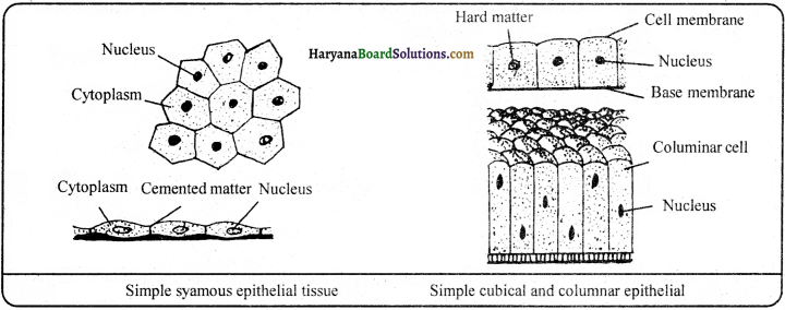HBSE 9th Class Science Important Questions Chapter 6 Tissues - 7