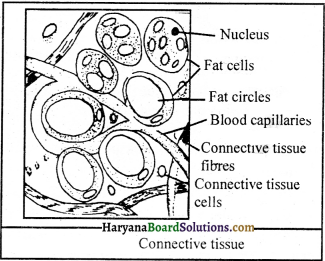 HBSE 9th Class Science Important Questions Chapter 6 Tissues - 8
