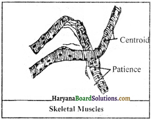 HBSE 9th Class Science Important Questions Chapter 6 Tissues - 9