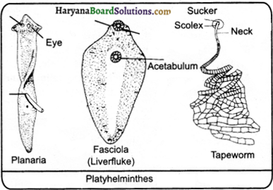 HBSE 9th Class Science Important Questions Chapter 7 Diversity in Living Organisms - 1