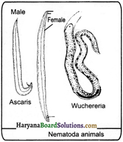 HBSE 9th Class Science Important Questions Chapter 7 Diversity in Living Organisms - 2
