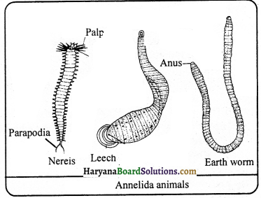 HBSE 9th Class Science Important Questions Chapter 7 Diversity in Living Organisms - 3