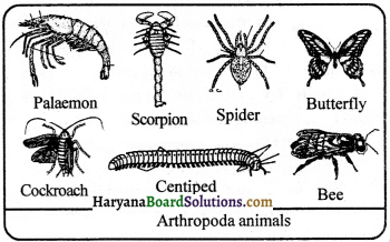 HBSE 9th Class Science Important Questions Chapter 7 Diversity in Living Organisms - 4