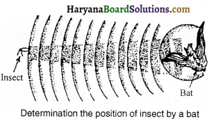 HBSE 9th Class Science Solutions Chapter 12 Sound - 3