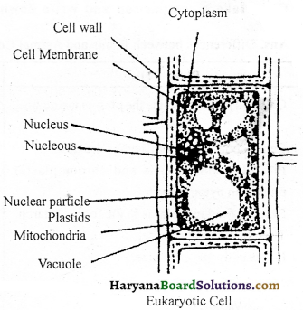 HBSE 9th Class Science Solutions Chapter 5 The Fundamental Unit of Life - 6