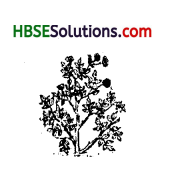 HBSE 6th Class Science Solutions Chapter 7 Getting to Know Plants 3a