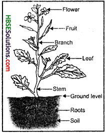 HBSE 6th Class Science Solutions Chapter 7 Getting to Know Plants 4