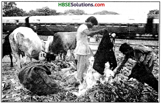 HBSE 6th Class Social Science Solutions Civics Chapter 7 Urban Administration-1