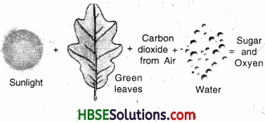 HBSE 7th Class Science Solutions Chapter 1 Nutrition in Plants-7