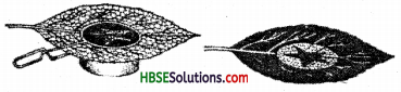 HBSE 7th Class Science Solutions Chapter 1 Nutrition in Plants-6