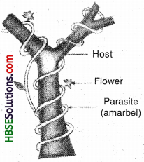 HBSE 7th Class Science Solutions Chapter 1 Nutrition in Plants-9