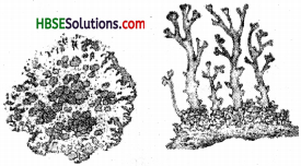 HBSE 7th Class Science Solutions Chapter 1 Nutrition in Plants-10