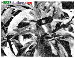 HBSE 7th Class Science Solutions Chapter 1 Nutrition in Plants-3