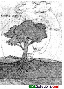 HBSE 7th Class Science Solutions Chapter 17 Forests Our Lifeline 1