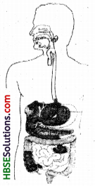 HBSE 7th Class Science Solutions Chapter 2 Nutrition in Animals-1