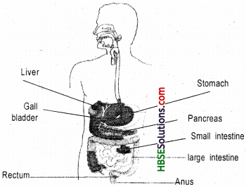 HBSE 7th Class Science Solutions Chapter 2 Nutrition in Animals-2